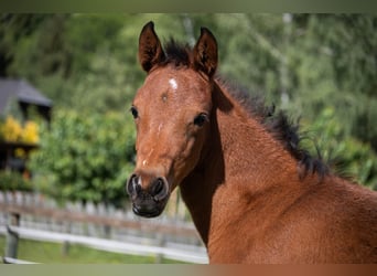 Arabisches Partbred, Stute, Fohlen (04/2026), 152 cm, Brauner