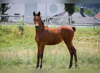 Arabisches Partbred, Stute, Fohlen (04/2026), 152 cm, Brauner