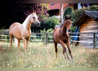 Arabisches Partbred, Stute, Fohlen (04/2026), 152 cm, Brauner