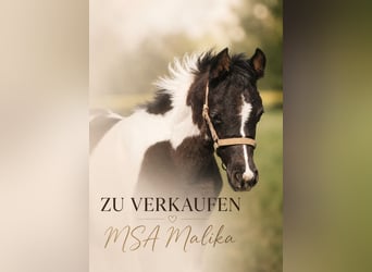 Arabisches Partbred, Stute, Fohlen (03/2026), 152 cm, Tobiano-alle-Farben