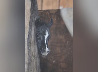 Arabisches Partbred, Stute, Fohlen (03/2026), 152 cm, Tobiano-alle-Farben