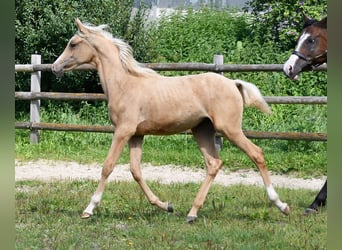 Arabisches Partbred, Stute, Fohlen (02/2024), 153 cm, Palomino