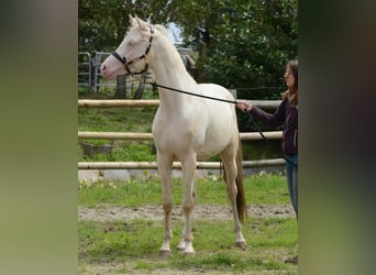 Arabisches Partbred, Stute, Fohlen (02/2024), 153 cm, Palomino