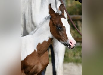 Arabisches Partbred, Stute, Fohlen (02/2025), 153 cm, Tobiano-alle-Farben