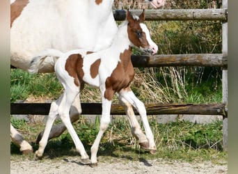Arabisches Partbred, Stute, Fohlen (02/2025), 153 cm, Tobiano-alle-Farben