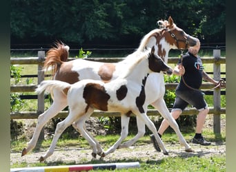 Arabisches Partbred, Stute, Fohlen (02/2025), 153 cm, Tobiano-alle-Farben