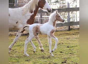 Arabisches Partbred, Stute, Fohlen (02/2026), 154 cm, Palomino