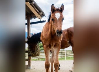 Arabisches Partbred, Stute, Fohlen (03/2026), 155 cm, Brauner