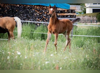 Arabisches Partbred, Stute, Fohlen (03/2026), 155 cm, Brauner
