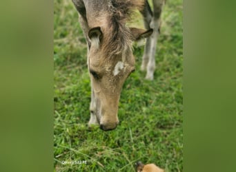 Arabisches Partbred, Stute, Fohlen (04/2026), 155 cm, Buckskin