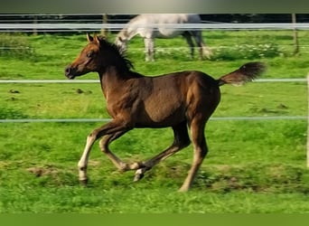 Arabisches Partbred, Stute, Fohlen (06/2023), 155 cm, Dunkelbrauner