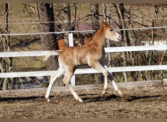 Arabisches Partbred, Stute, Fohlen (02/2026), 155 cm, Fuchs