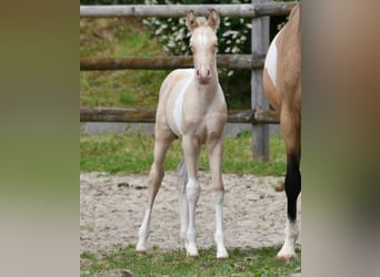 Arabisches Partbred, Stute, Fohlen (05/2026), 155 cm, Perlino