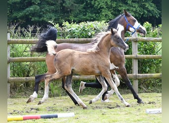 Arabisches Partbred, Stute, Fohlen (03/2024), 155 cm, Rappe