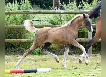 Arabisches Partbred, Stute, Fohlen (03/2024), 155 cm, Rappe