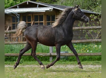 Arabisches Partbred, Stute, Fohlen (03/2024), 155 cm, Rappe