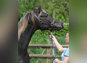 Arabisches Partbred, Stute, Fohlen (03/2024), 155 cm, Rappe