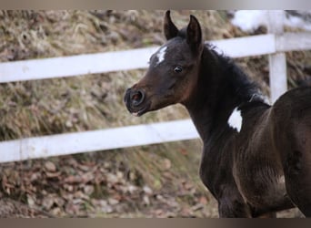 Arabisches Partbred, Stute, Fohlen (01/2026), 155 cm, Schecke