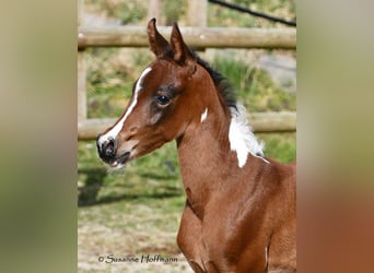 Arabisches Partbred, Stute, , 155 cm, Tobiano-alle-Farben