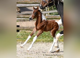 Arabisches Partbred, Stute, , 155 cm, Tobiano-alle-Farben