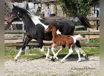 Arabisches Partbred, Stute, , 155 cm, Tobiano-alle-Farben