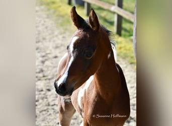 Arabisches Partbred, Stute, , 155 cm, Tobiano-alle-Farben