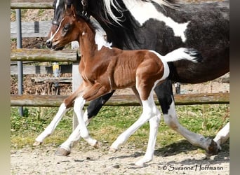 Arabisches Partbred, Stute, , 155 cm, Tobiano-alle-Farben