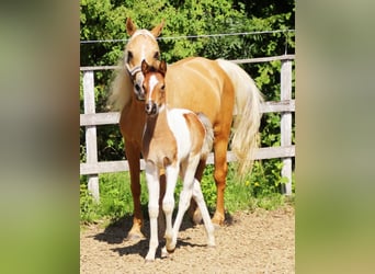 Arabisches Partbred, Stute, , 155 cm, Tobiano-alle-Farben