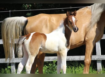 Arabisches Partbred, Stute, , 155 cm, Tobiano-alle-Farben