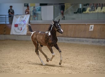 Arabisches Partbred, Stute, Fohlen (04/2024), 155 cm