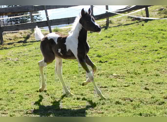 Arabisches Partbred, Stute, Fohlen (03/2026), 156 cm, Tobiano-alle-Farben