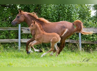 Arabisches Partbred, Stute, Fohlen (06/2024), 158 cm, Fuchs