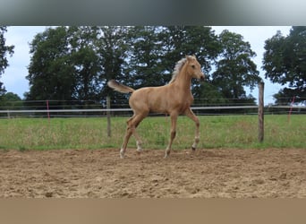 Arabisches Partbred, Stute, , 162 cm, Buckskin