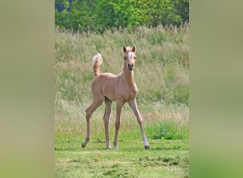 Arabisches Partbred, Stute, Fohlen (01/2026), Palomino