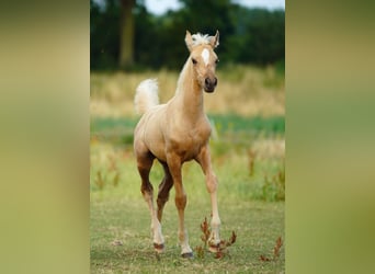 Arabisches Partbred, Stute, Fohlen (01/2026), Palomino