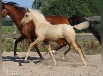Arabisches Partbred, Stute, Fohlen (05/2026), Palomino