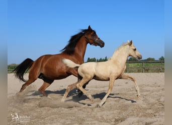 Arabisches Partbred, Stute, Fohlen (05/2026), Palomino