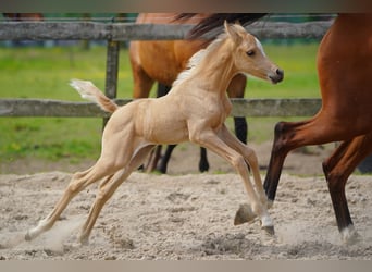 Arabisches Partbred, Stute, Fohlen (01/2026), Palomino