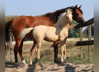 Arabisches Partbred, Stute, Fohlen (05/2026), Palomino
