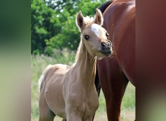 Arabisches Partbred, Stute, Fohlen (01/2026), Palomino