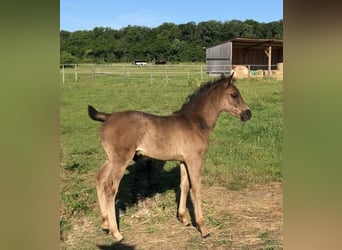 Arabisches Partbred, Stute, , Rappschimmel