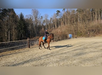 Arabisches Partbred, Wallach, 10 Jahre, 160 cm, Brauner