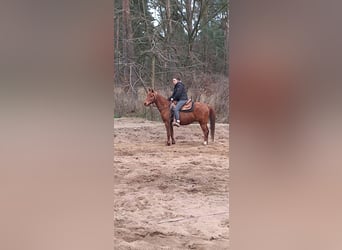 Arabisches Partbred, Wallach, 12 Jahre, 145 cm, Fuchs