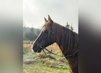 Arabisches Partbred, Wallach, 12 Jahre, 153 cm, Fuchs