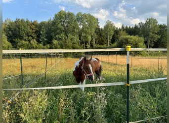 Arabisches Partbred, Wallach, 12 Jahre, 157 cm, Schecke