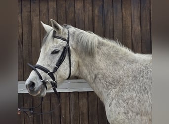 Arabisches Partbred Mix, Wallach, 13 Jahre, 152 cm, Schimmel