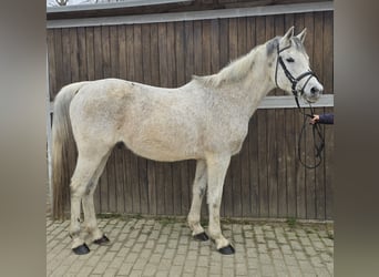 Arabisches Partbred Mix, Wallach, 13 Jahre, 152 cm, Schimmel