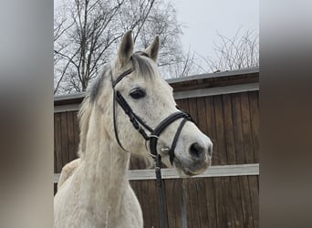 Arabisches Partbred Mix, Wallach, 13 Jahre, 152 cm, Schimmel