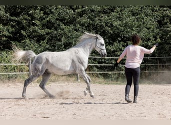 Arabisches Partbred, Wallach, 13 Jahre, 155 cm, Schimmel