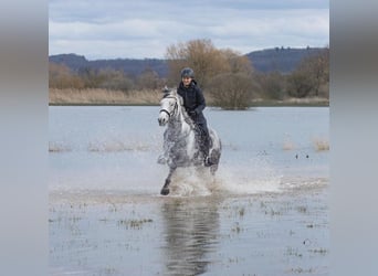 Arabisches Partbred, Wallach, 13 Jahre, 155 cm, Schimmel